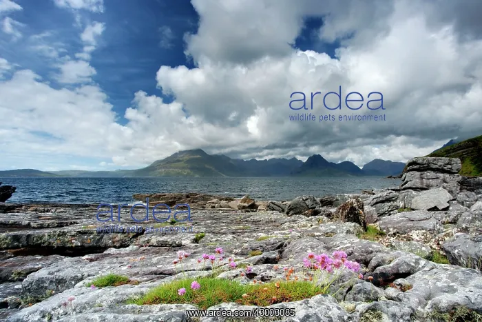 : Cullins - from Elgol Beach with Thift : Cullins - from Elgol Beach with Thift