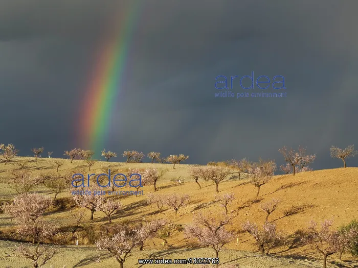 : Cultivated Almond Trees : Cultivated Almond Trees
