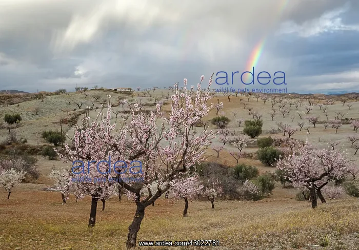: Cultivated Almond Trees : Cultivated Almond Trees