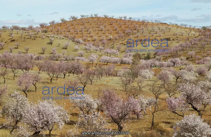 : Cultivated Almond Trees - in full blossom - February : Cultivated Almond Trees - in full blossom - February