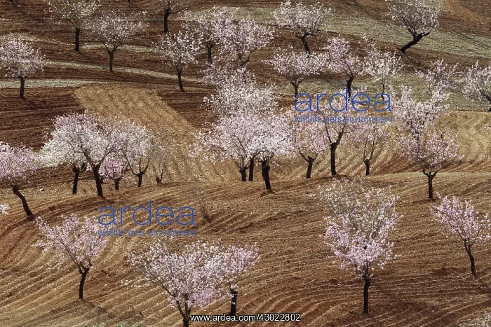 : Cultivated Almond Trees - in full blossom - February : Cultivated Almond Trees - in full blossom - February
