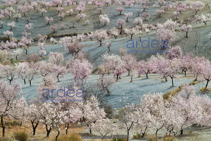 : Cultivated Almond Trees - in full blossom - February : Cultivated Almond Trees - in full blossom - February