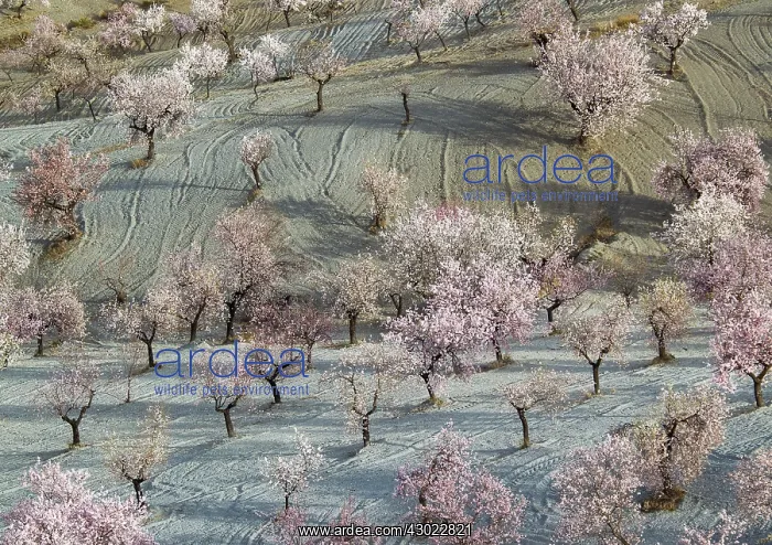 : Cultivated Almond Trees - in full blossom - February : Cultivated Almond Trees - in full blossom - February