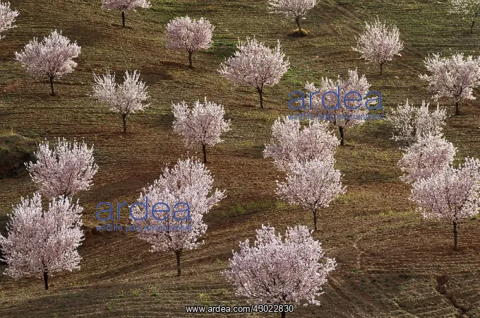 : Cultivated Almond Trees - in full blossom - February : Cultivated Almond Trees - in full blossom - February