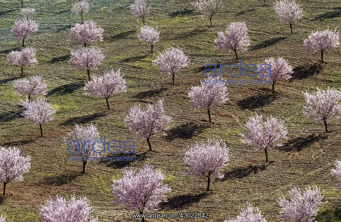: Cultivated Almond Trees - in full blossom - February : Cultivated Almond Trees - in full blossom - February
