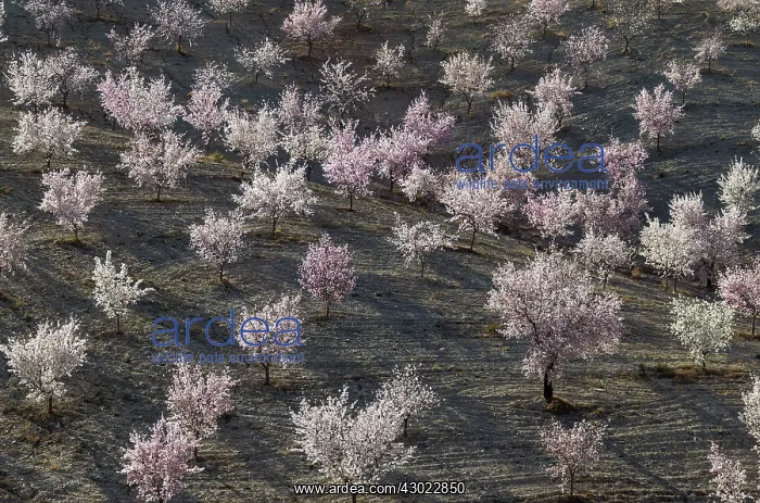 : Cultivated Almond Trees - in full blossom - February : Cultivated Almond Trees - in full blossom - February