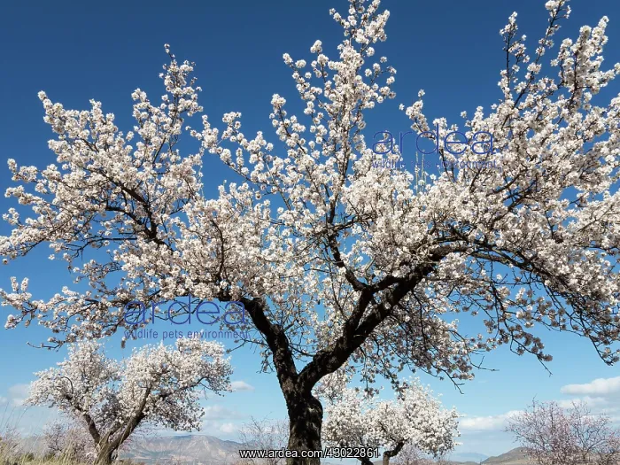 : Cultivated Almond Trees - in full blossom - February : Cultivated Almond Trees - in full blossom - February