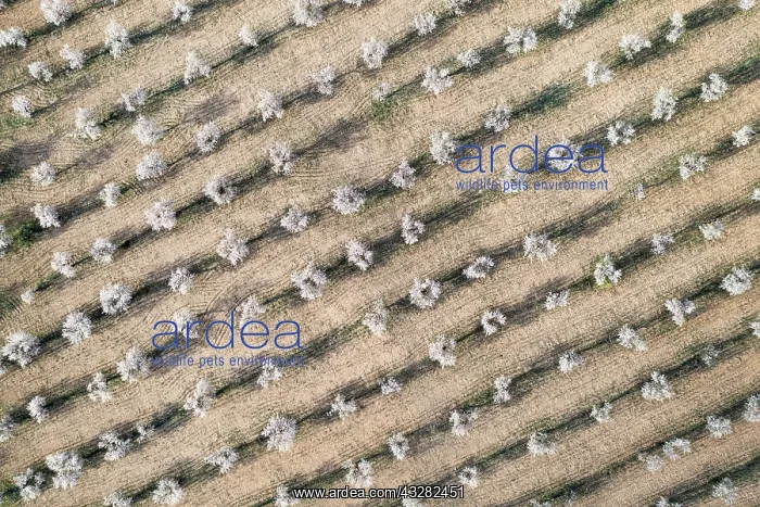 : Cultivated almond trees (Prunus dulcis) in full : Cultivated almond trees (Prunus dulcis) in full