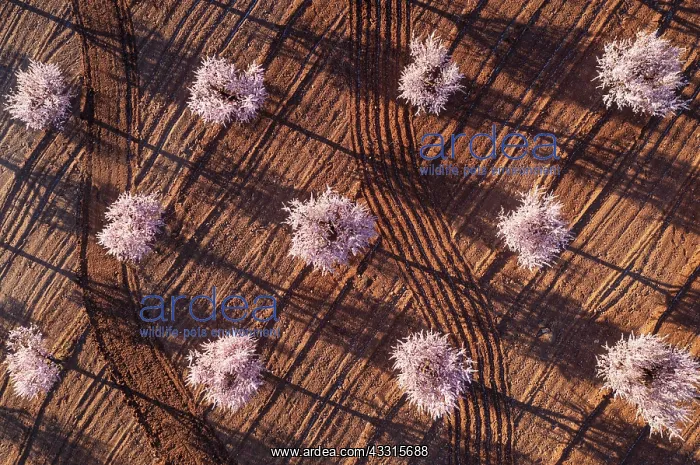 : Cultivated almond trees (Prunus dulcis) in full : Cultivated almond trees (Prunus dulcis) in full