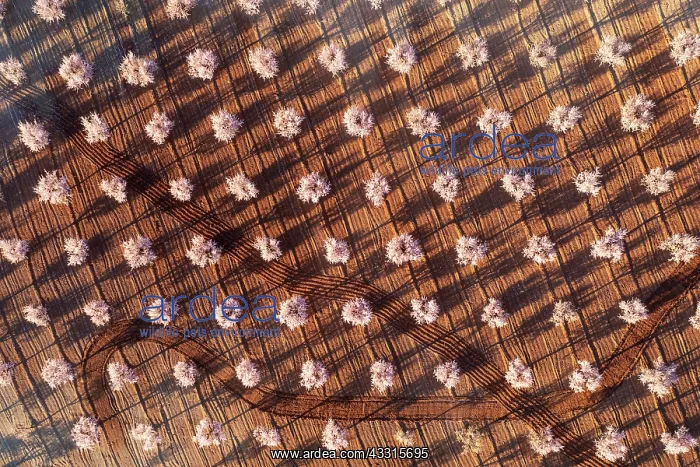 : Cultivated almond trees (Prunus dulcis) in full : Cultivated almond trees (Prunus dulcis) in full