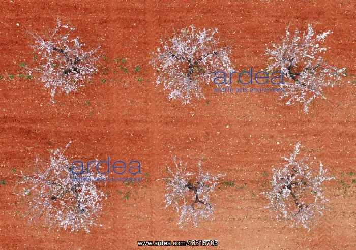 : Cultivated almond trees (Prunus dulcis) in full : Cultivated almond trees (Prunus dulcis) in full