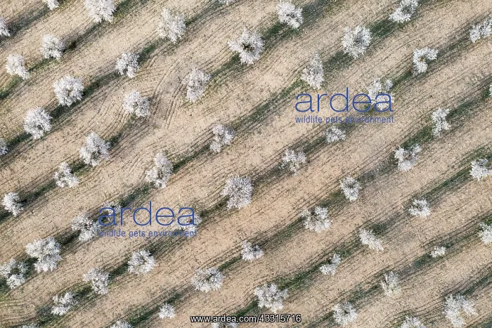 : Cultivated almond trees (Prunus dulcis) in full : Cultivated almond trees (Prunus dulcis) in full