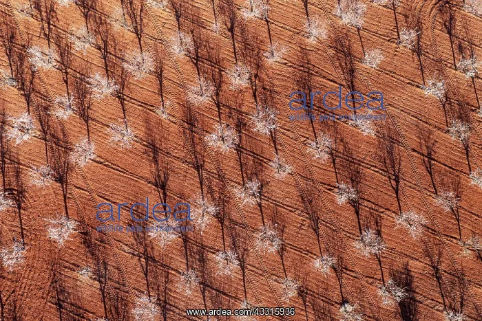 : Cultivated almond trees (Prunus dulcis) in full : Cultivated almond trees (Prunus dulcis) in full