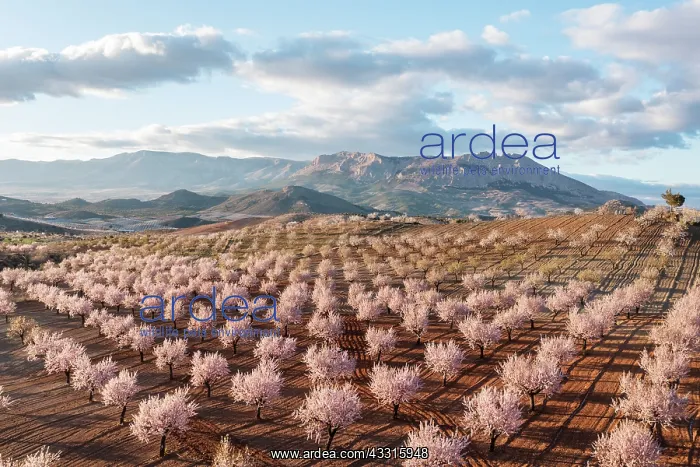 : Cultivated almond trees (Prunus dulcis) in full : Cultivated almond trees (Prunus dulcis) in full
