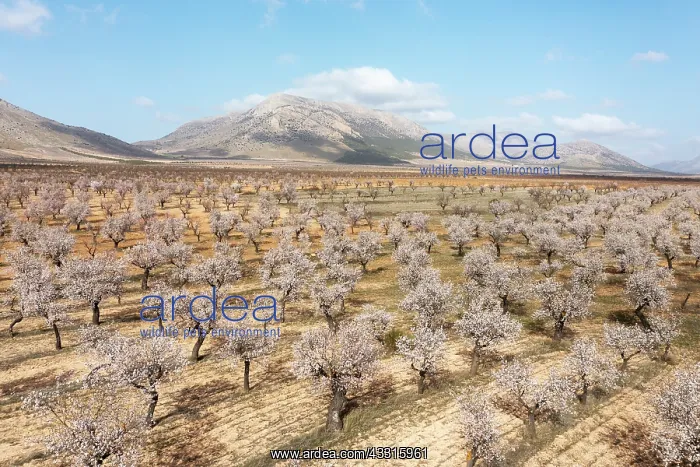 : Cultivated almond trees (Prunus dulcis) in full : Cultivated almond trees (Prunus dulcis) in full
