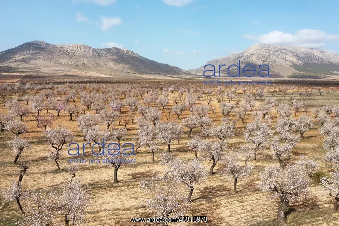 : Cultivated almond trees (Prunus dulcis) in full : Cultivated almond trees (Prunus dulcis) in full