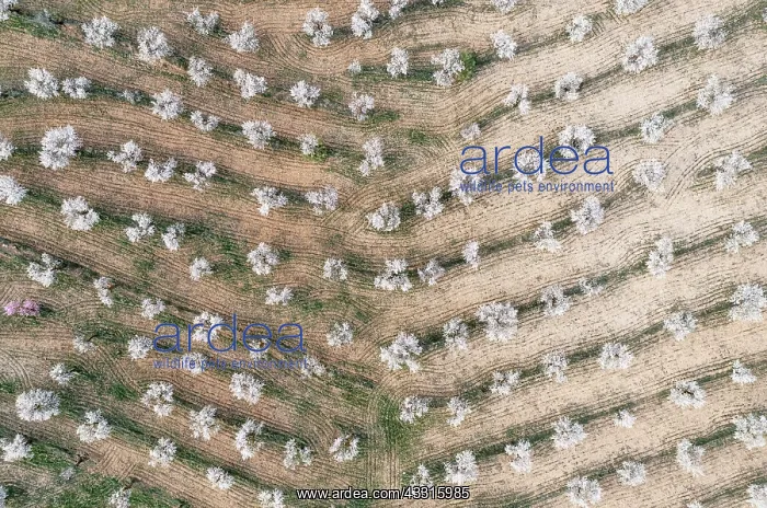 : Cultivated almond trees (Prunus dulcis) in full : Cultivated almond trees (Prunus dulcis) in full