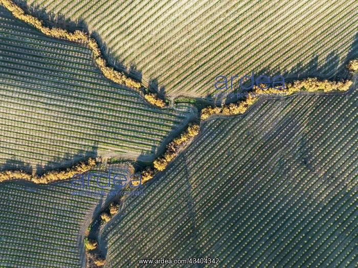 : Cultivated almond trees (Prunus dulcis) and streams : Cultivated almond trees (Prunus dulcis) and streams