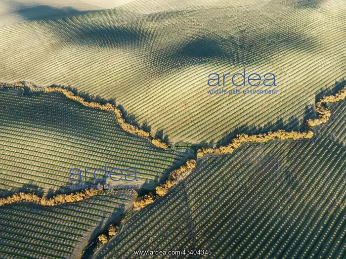 : Cultivated almond trees (Prunus dulcis) and streams : Cultivated almond trees (Prunus dulcis) and streams