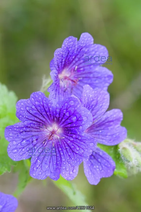 : Cultivated Cranesbill : Cultivated Cranesbill