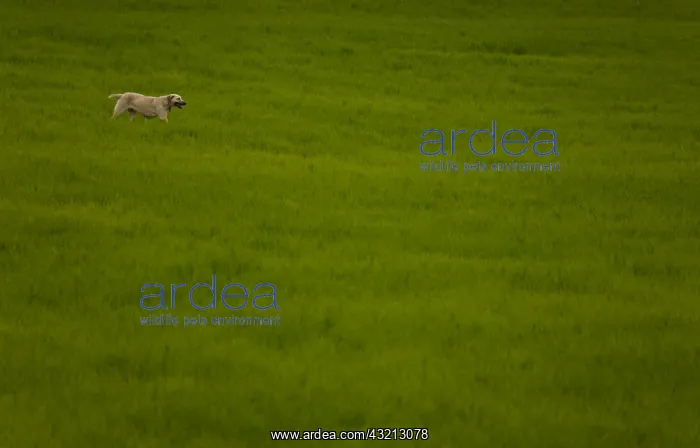 : Cultivated fields in the region of Campina Seville Spain : Cultivated fields in the region of Campina Seville Spain