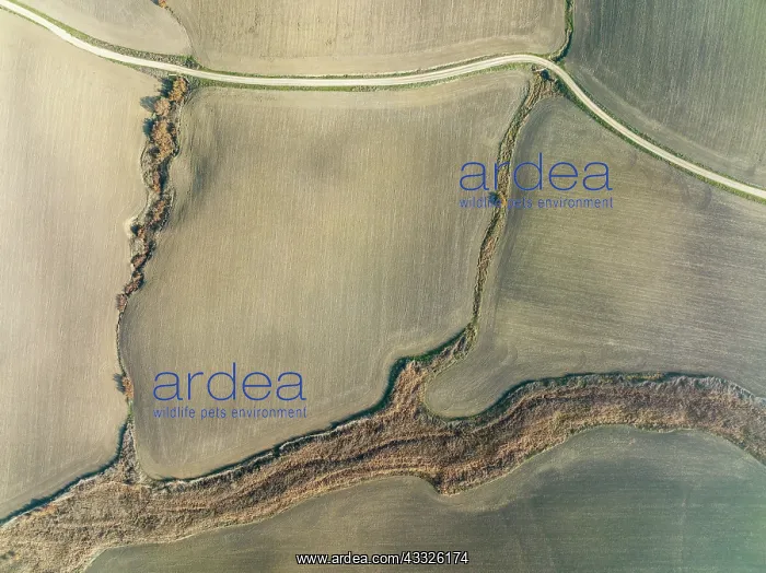 : Cultivated fields in winter in the Campi na Cordobesa : Cultivated fields in winter in the Campi na Cordobesa