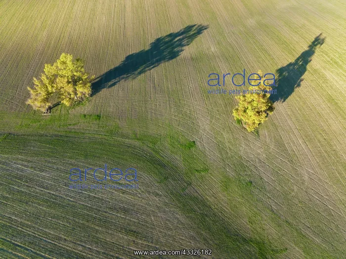  : Cultivated fields in winter in the Campi na Cordobesa