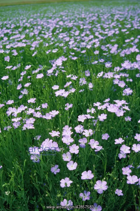 : Cultivated Flax