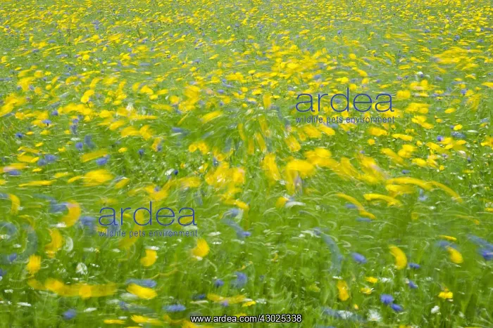: Cultivated flower meadow in wind, Norfolk UK : Cultivated flower meadow in wind, Norfolk UK