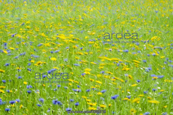 : Cultivated flower meadow in wind, Norfolk UK : Cultivated flower meadow in wind, Norfolk UK