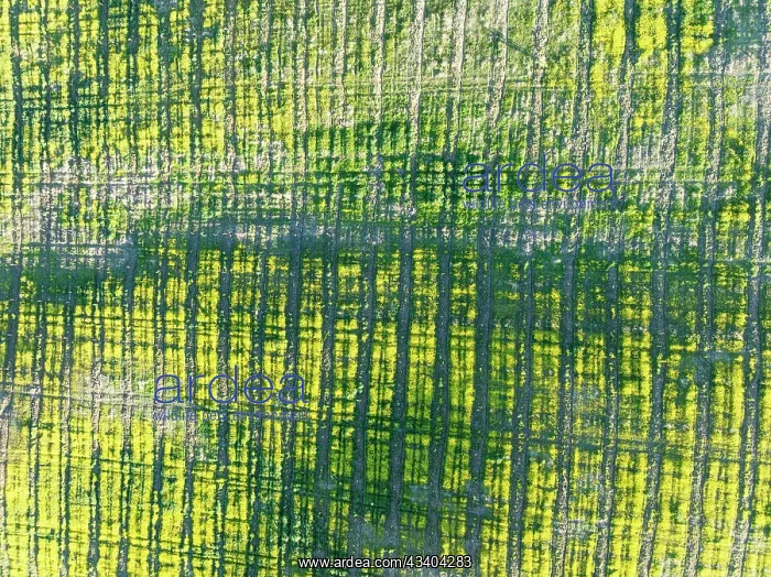 : Cultivated land. Aerial view. Drone shot. C diz : Cultivated land. Aerial view. Drone shot. C diz