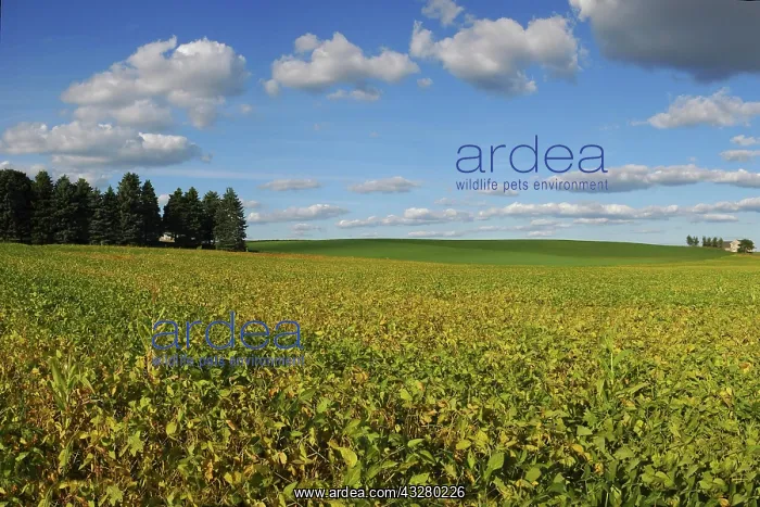 : Cultivated landscape, Oconomowoc, Wisconsin, USA : Cultivated landscape, Oconomowoc, Wisconsin, USA