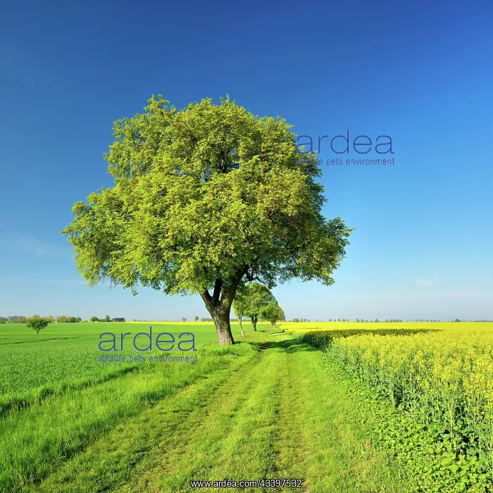: Cultivated landscape in spring, old lime trees on : Cultivated landscape in spring, old lime trees on