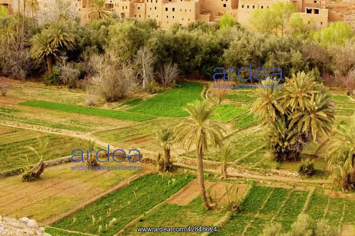 : Cultivated oasis in the Todra valley above Tinerhir : Cultivated oasis in the Todra valley above Tinerhir