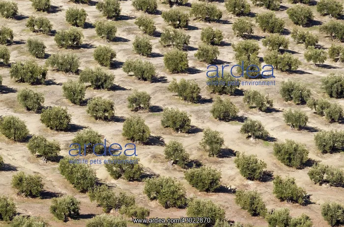 : Cultivated Olive Trees : Cultivated Olive Trees