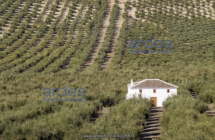 : Cultivated Olive Trees - and farmhouse : Cultivated Olive Trees - and farmhouse