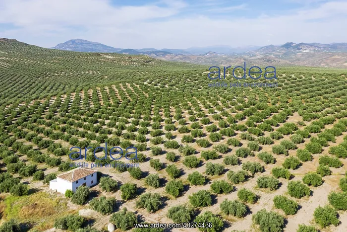 : Cultivated olive trees (Olea europaea). Aerial view : Cultivated olive trees (Olea europaea). Aerial view
