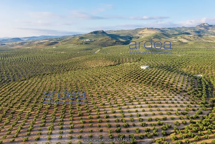 : Cultivated olive trees (Olea europaea). Aerial view : Cultivated olive trees (Olea europaea). Aerial view