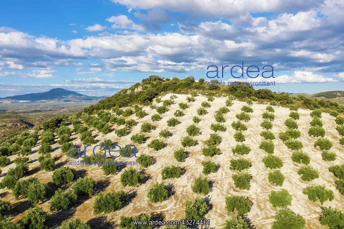 : Cultivated olive trees (Olea europaea). Aerial view : Cultivated olive trees (Olea europaea). Aerial view