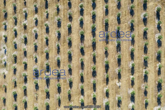 : Cultivated olive trees (Olea europaea). Aerial view : Cultivated olive trees (Olea europaea). Aerial view