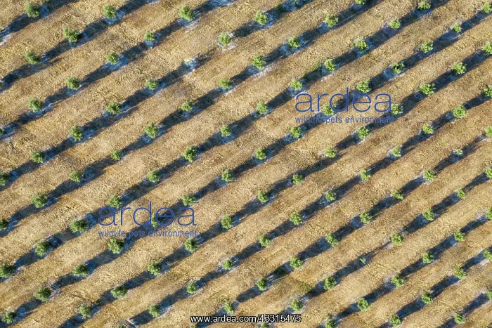 : Cultivated olive trees (Olea europaea). Aerial view : Cultivated olive trees (Olea europaea). Aerial view