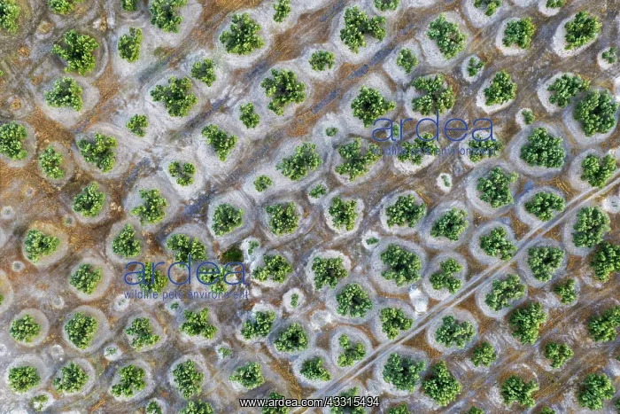 : Cultivated olive trees (Olea europaea). Aerial view : Cultivated olive trees (Olea europaea). Aerial view