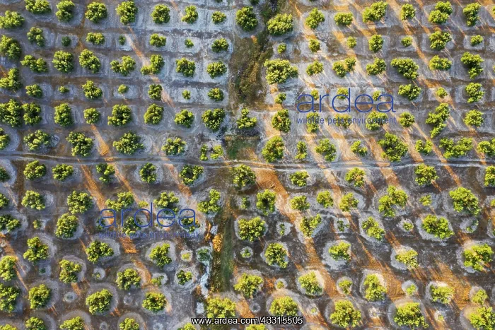 : Cultivated olive trees (Olea europaea). Aerial view : Cultivated olive trees (Olea europaea). Aerial view