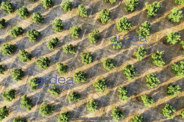 : Cultivated olive trees (Olea europaea). Aerial view : Cultivated olive trees (Olea europaea). Aerial view