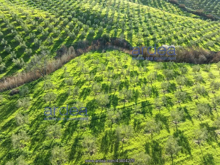 : Cultivated olive trees (Olea europaea). Aerial view : Cultivated olive trees (Olea europaea). Aerial view