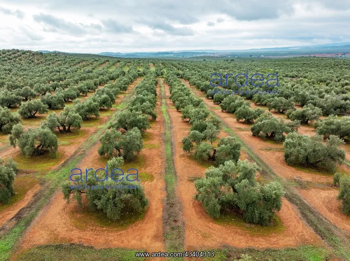 : Cultivated olive trees (Olea europaea). Aerial view : Cultivated olive trees (Olea europaea). Aerial view