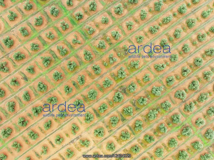 : Cultivated olive trees (Olea europaea). Aerial view : Cultivated olive trees (Olea europaea). Aerial view