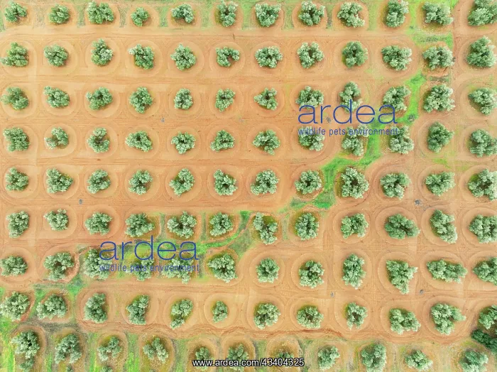 : Cultivated olive trees (Olea europaea). Aerial view : Cultivated olive trees (Olea europaea). Aerial view