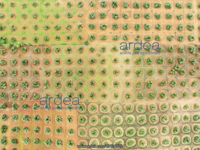: Cultivated olive trees (Olea europaea). Aerial view : Cultivated olive trees (Olea europaea). Aerial view