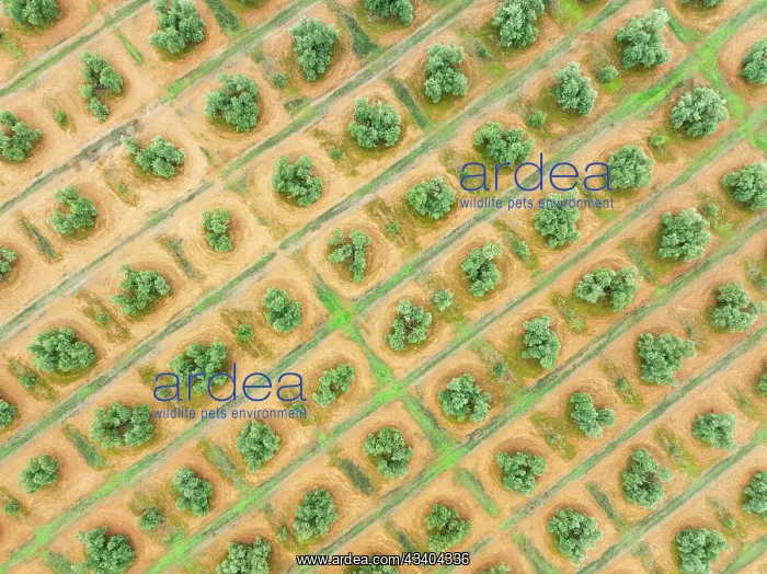 : Cultivated olive trees (Olea europaea). Aerial view : Cultivated olive trees (Olea europaea). Aerial view